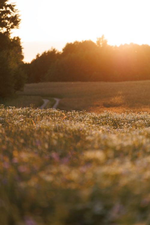 Free Golden hour over a wildflower field with a dirt road in Kaliningrad, Russia. Stock Photo