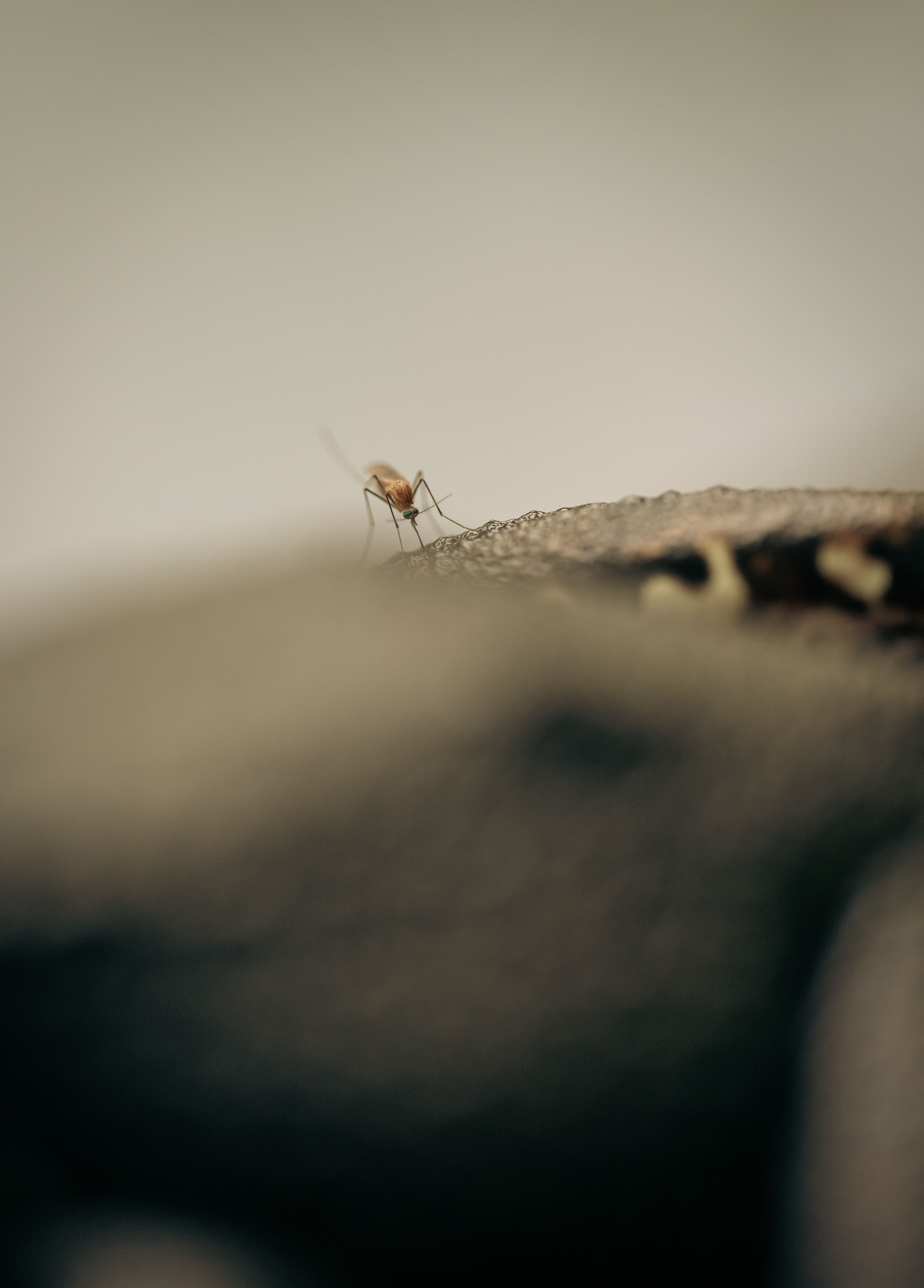 Artistic close-up of a mosquito resting, highlighting the insect's details and texture.