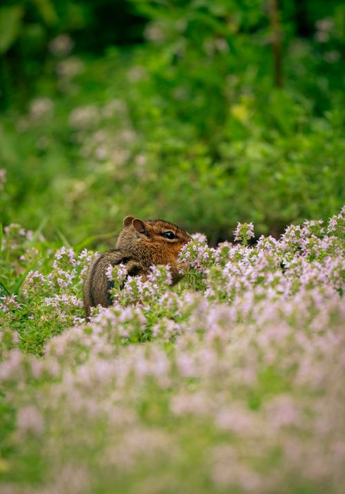 Free An Eastern Chipmunk peering through lush green foliage and pink wildflowers, showcasing nature's beauty. Stock Photo