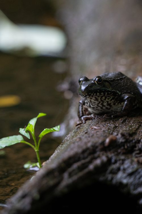 Free Detailed view of a frog perched on a log in its natural surroundings by the water. Stock Photo