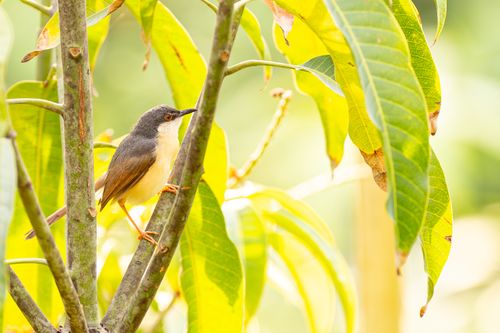Free A small bird perched on a tree branch surrounded by vivid green leaves in a natural setting. Stock Photo
