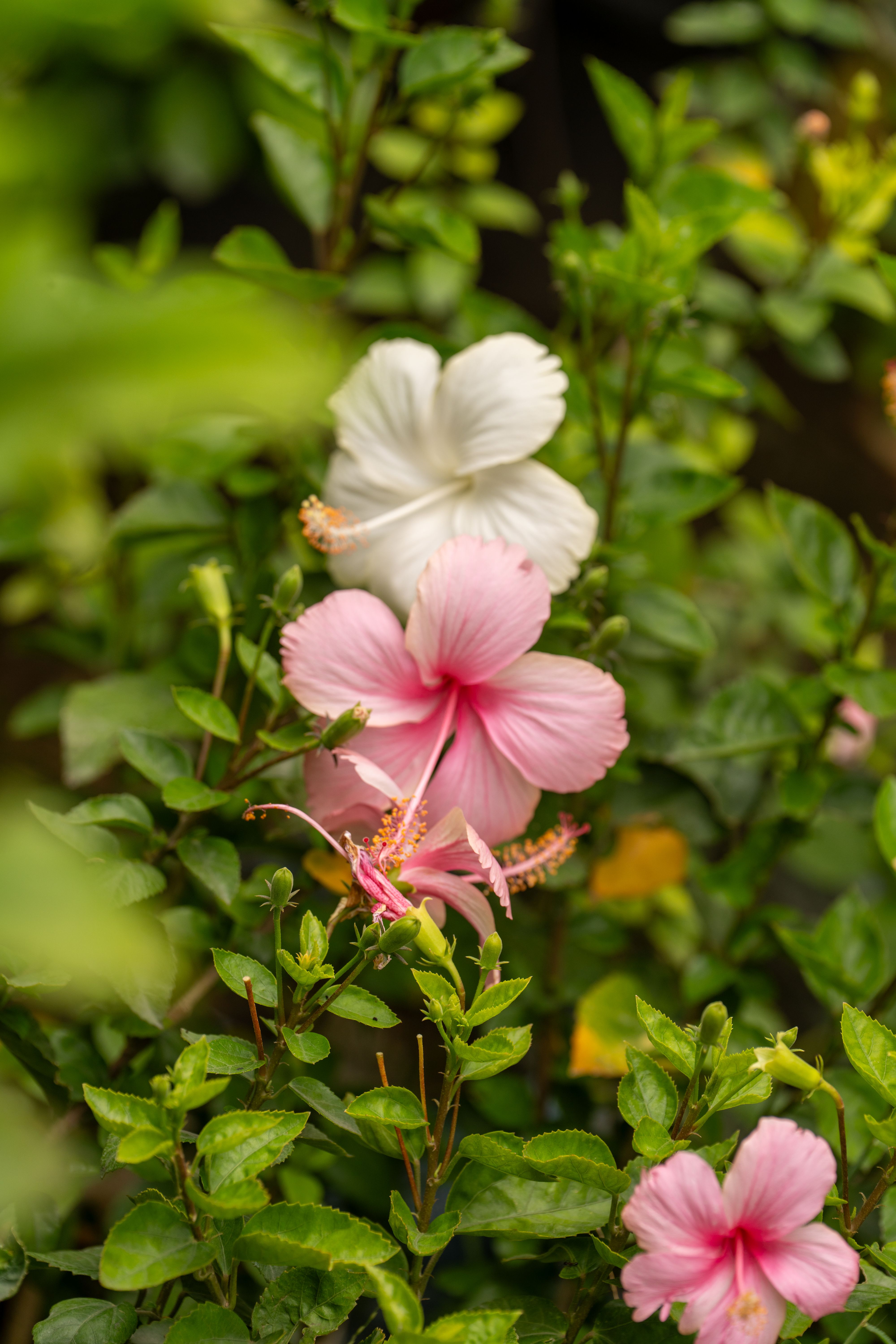 [ColoSach]-lush-green-foliage-with-blooming-pink-and-white-hibiscus-flowers-(hibiscus-rosa-sinensis).