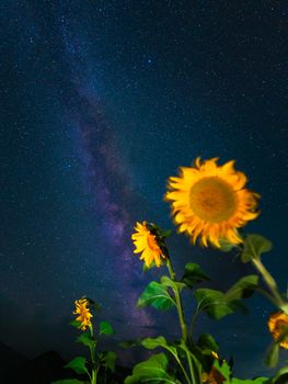Vibrant sunflowers contrasted against a stunning starry sky showcasing the Milky Way.