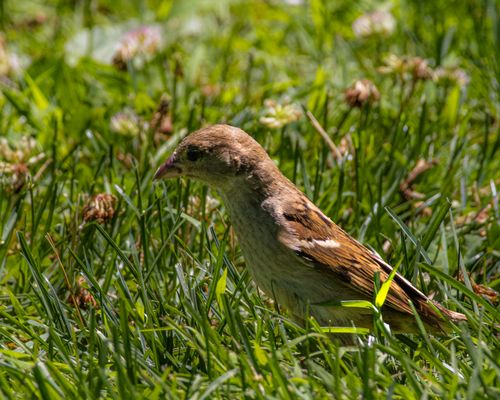 Free A detailed image of a house sparrow perched amid vibrant green grass in sunlight. Stock Photo
