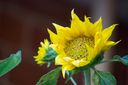 Blooming Brilliance: How a Sunflower-Inspired Cooling System Achieves 135% More Cooling Power