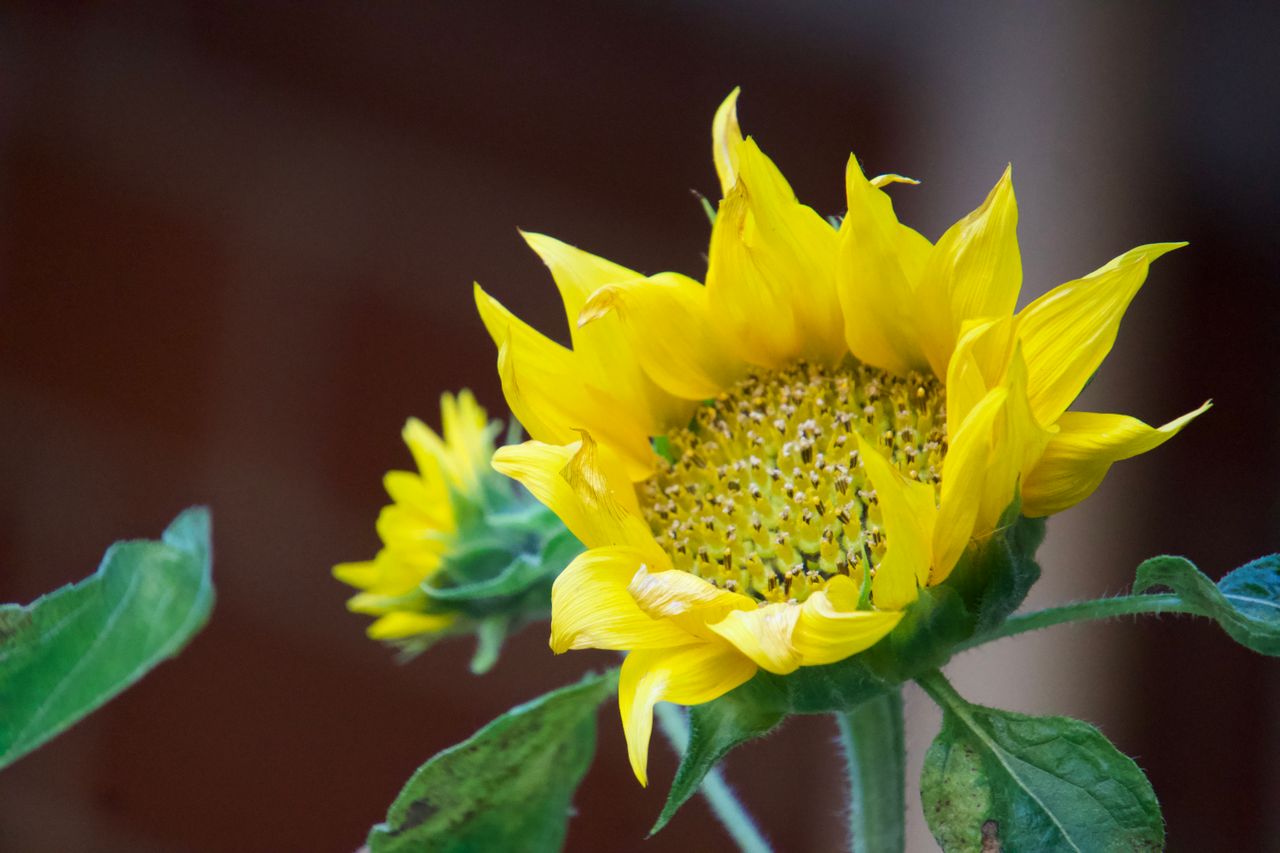 Blooming Brilliance: How a Sunflower-Inspired Cooling System Achieves 135% More Cooling Power