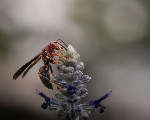 Free Macro shot of a wasp on a lavender flower, highlighting natural details. Stock Photo