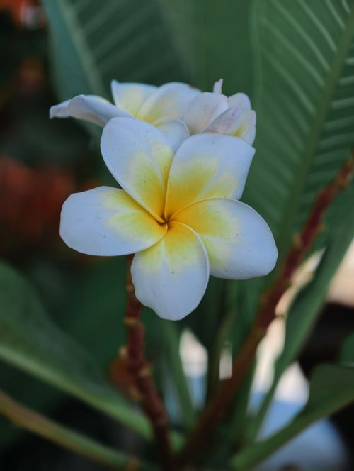 Free Stunning close-up of a white and yellow plumeria flower with lush green leaves. Stock Photo