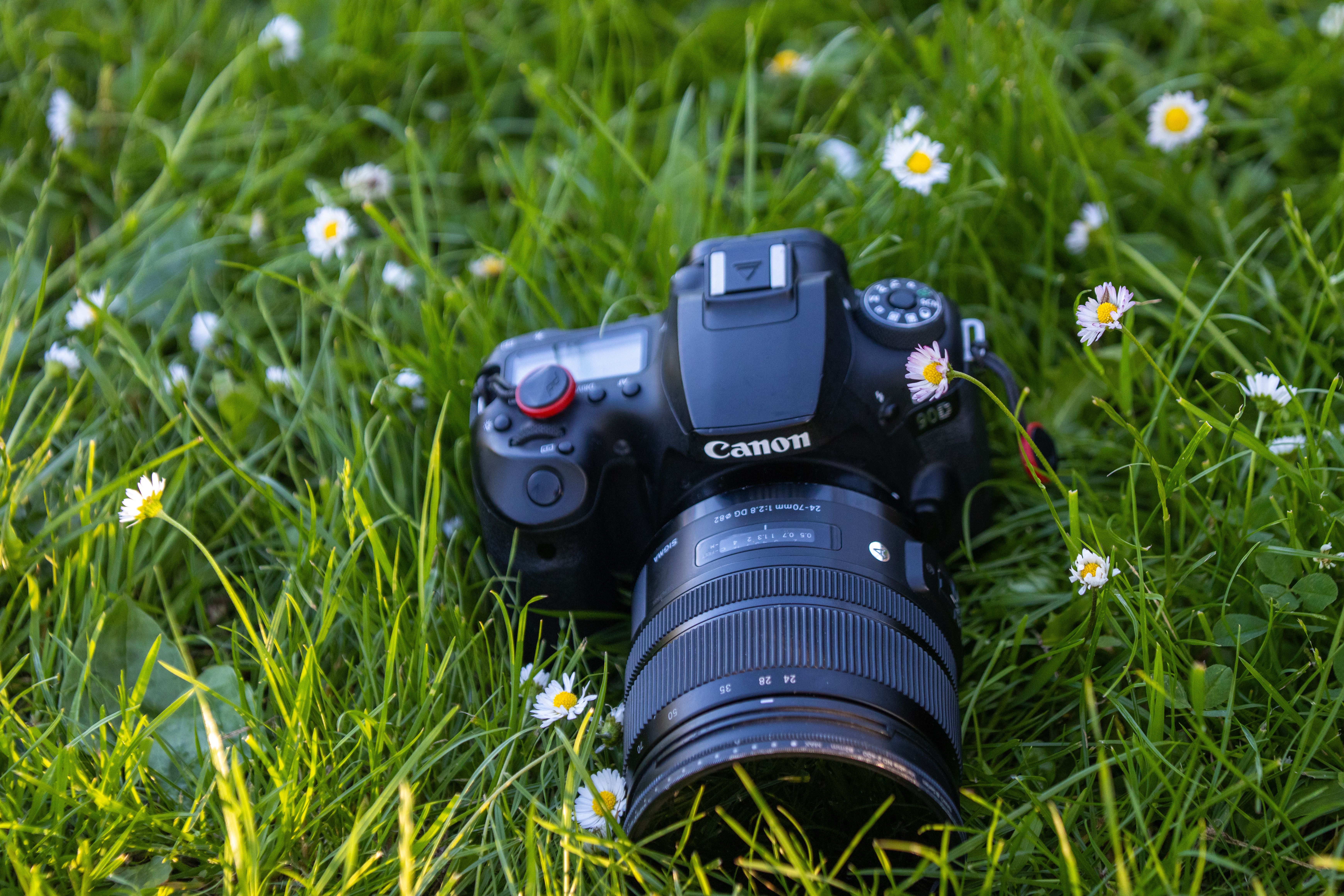 Canon Camera in Grass with Daisies · Free Stock Photo