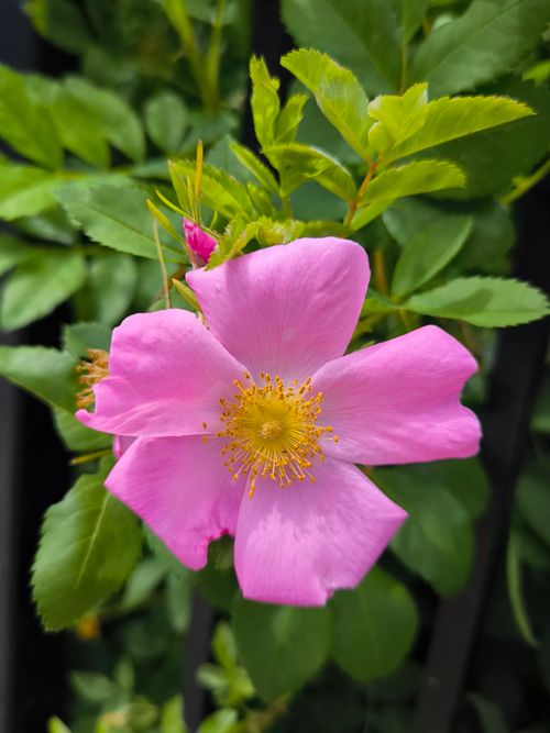 Free Close-up of a vibrant pink wild rose captured in full bloom during summer in Toronto, Canada. Stock Photo