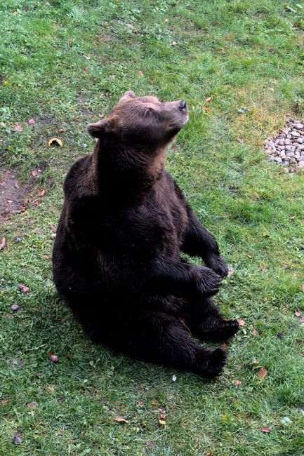 Fotomural Un oso pardo descansa tranquilamente sobre la hierba verde, disfrutando del aire libre a la luz del día.