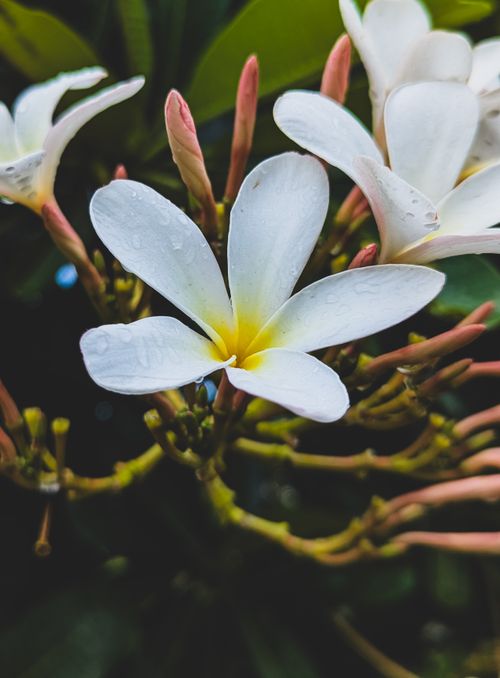 Free Vibrant plumeria flowers with dewdrops create a serene tropical ambiance. Stock Photo