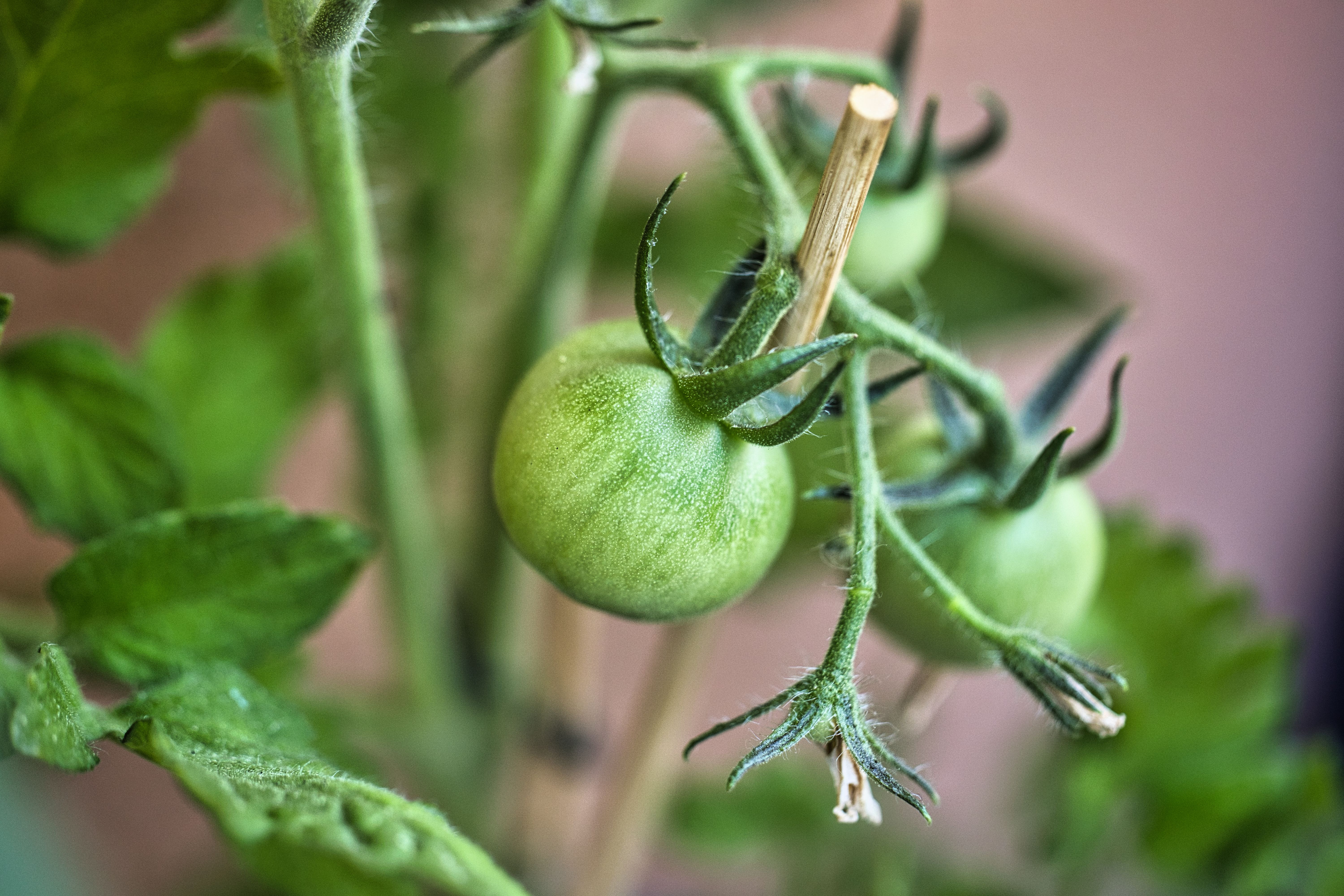Plantes compagnes pour tomates et basilic - illustration