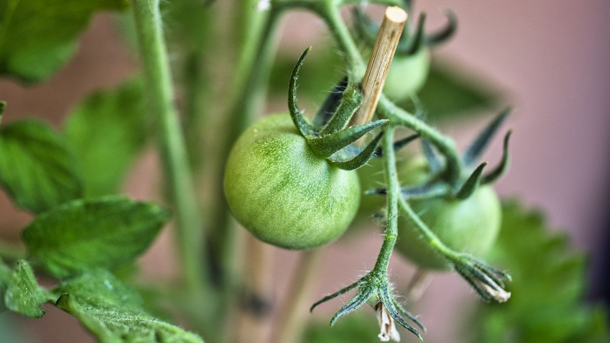 Plantes compagnes pour tomates et basilic - illustration