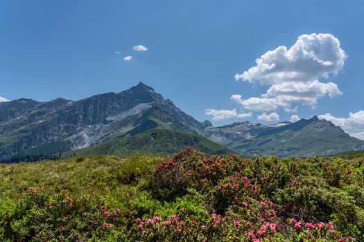 Beautiful mountainous landscape with vibrant alpine flowers under a clear blue sky.