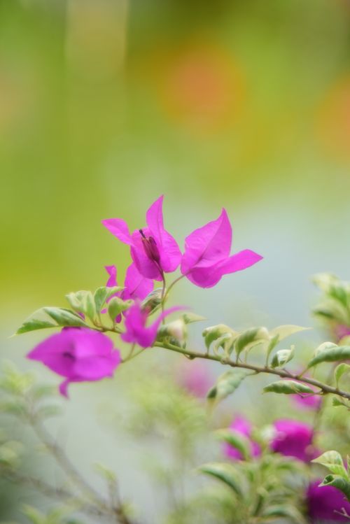 Free A close-up shot of vibrant pink bougainvillea flowers against a soft, blurred background. Stock Photo