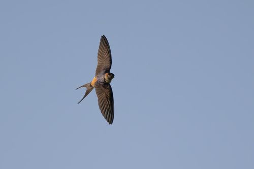 Free A swallow gracefully soars through the sky in Guangzhou, China. Stock Photo