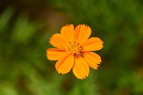 Free Close-up of a vibrant orange Cosmos flower in full bloom with a blurred green background. Stock Photo
