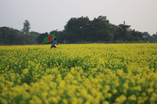 Free A young boy runs through a vibrant mustard field waving the flag of Bangladesh. Stock Photo