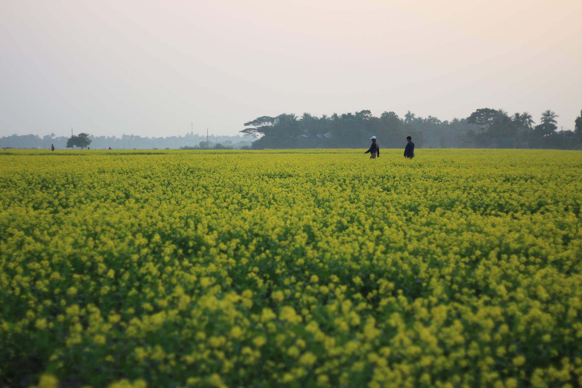 Nông Nghiệp Thông Minh: Cơ Hội Và Thách Thức Cho Điểm Bán Lẻ FMCG