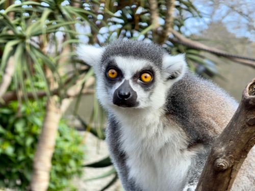 Free A ring-tailed lemur perched on a branch with vivid eyes in Parkville, Australia. Stock Photo