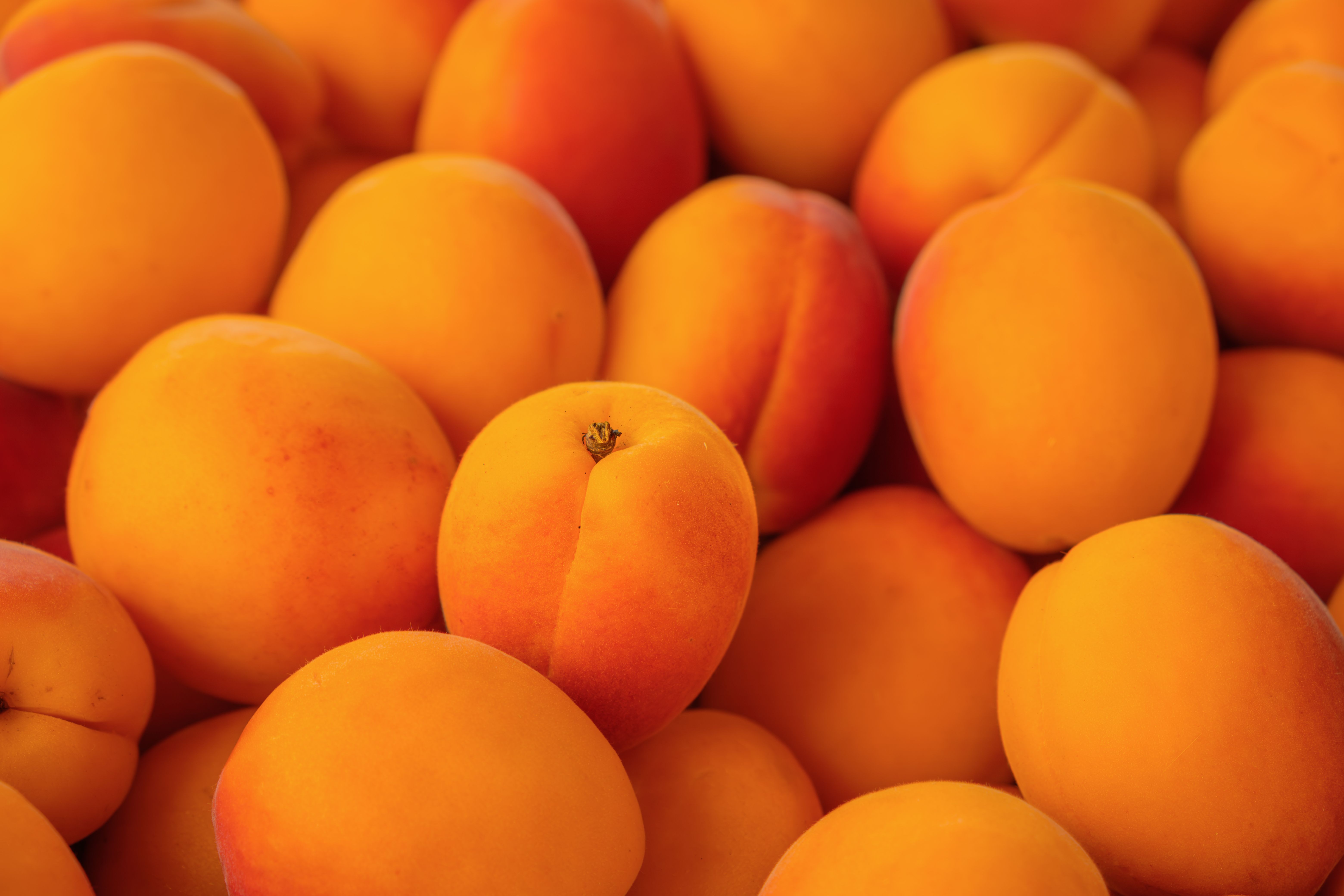 A close-up view of fresh ripe apricots, showcasing their vibrant orange color and natural texture.