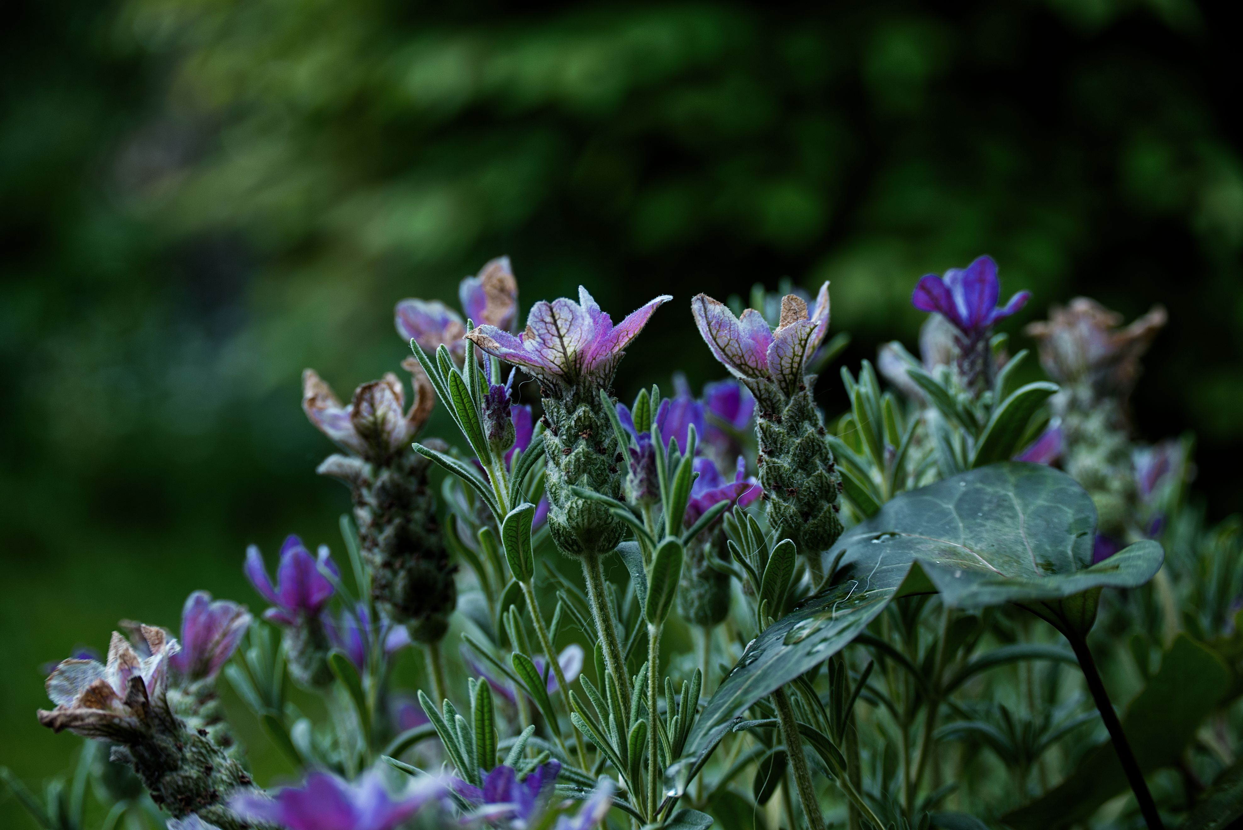 [ColoSach]-close-up-of-blooming-lavender-flowers-with-rich-purple-hues-in-a-green-garden-background.