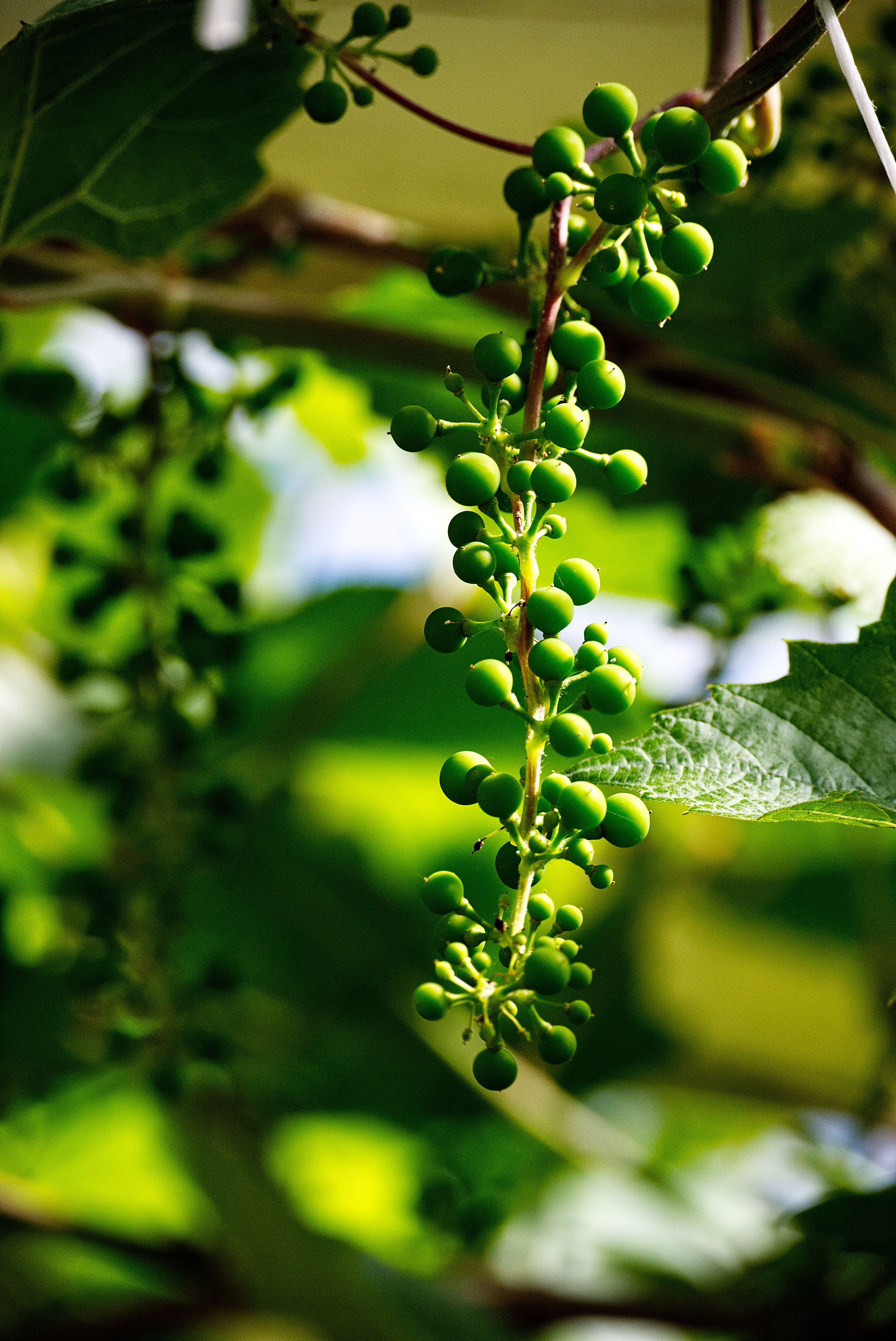 Close-up of green grapes hanging on a vine with sunlight filtering through leaves.