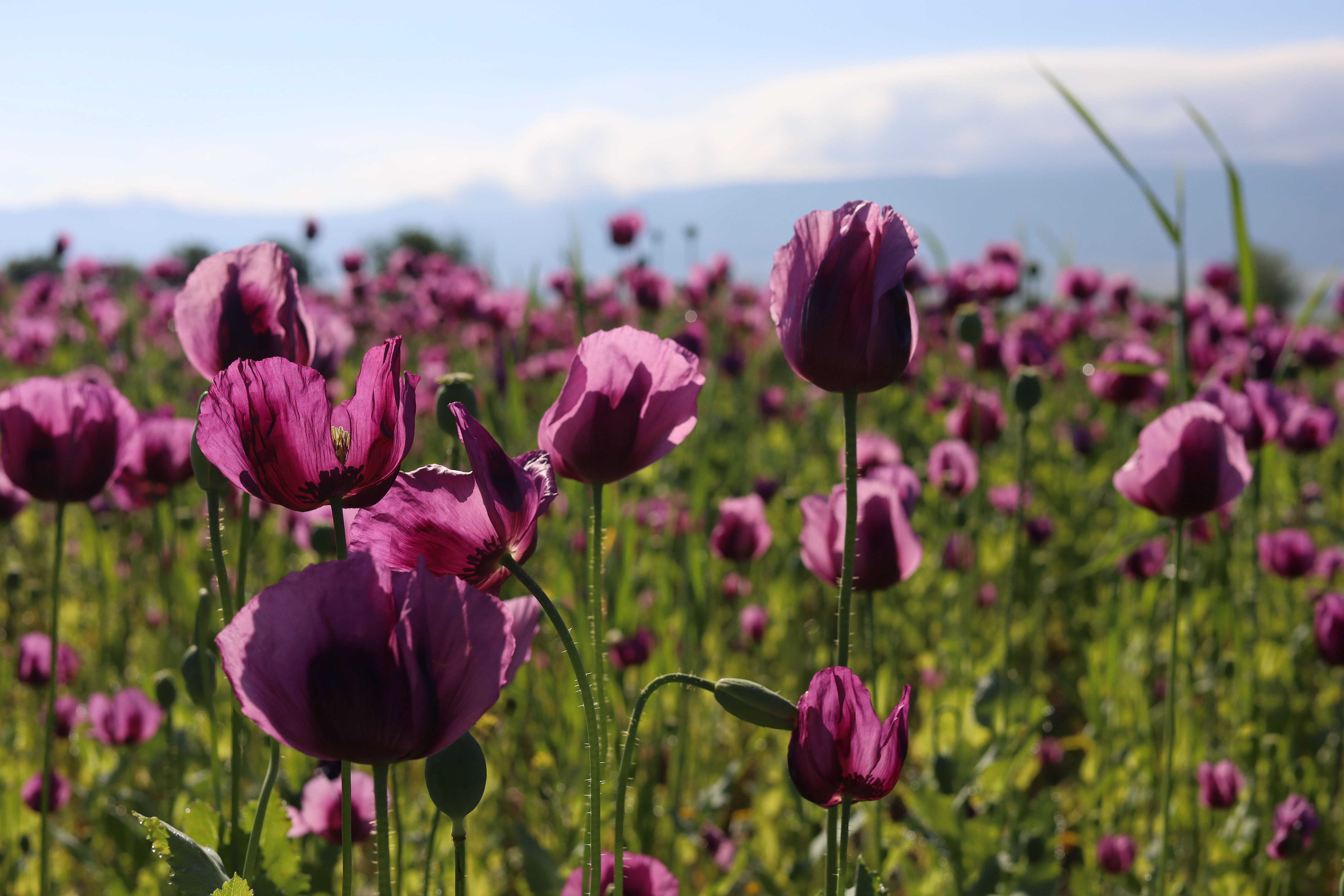 [ColoSach]-a-stunning-field-of-purple-poppies-in-full-bloom-under-a-clear-blue-sky.