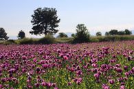Expansive field of purple poppies with distant trees under clear blue sky, evoking a sense of tranquility.