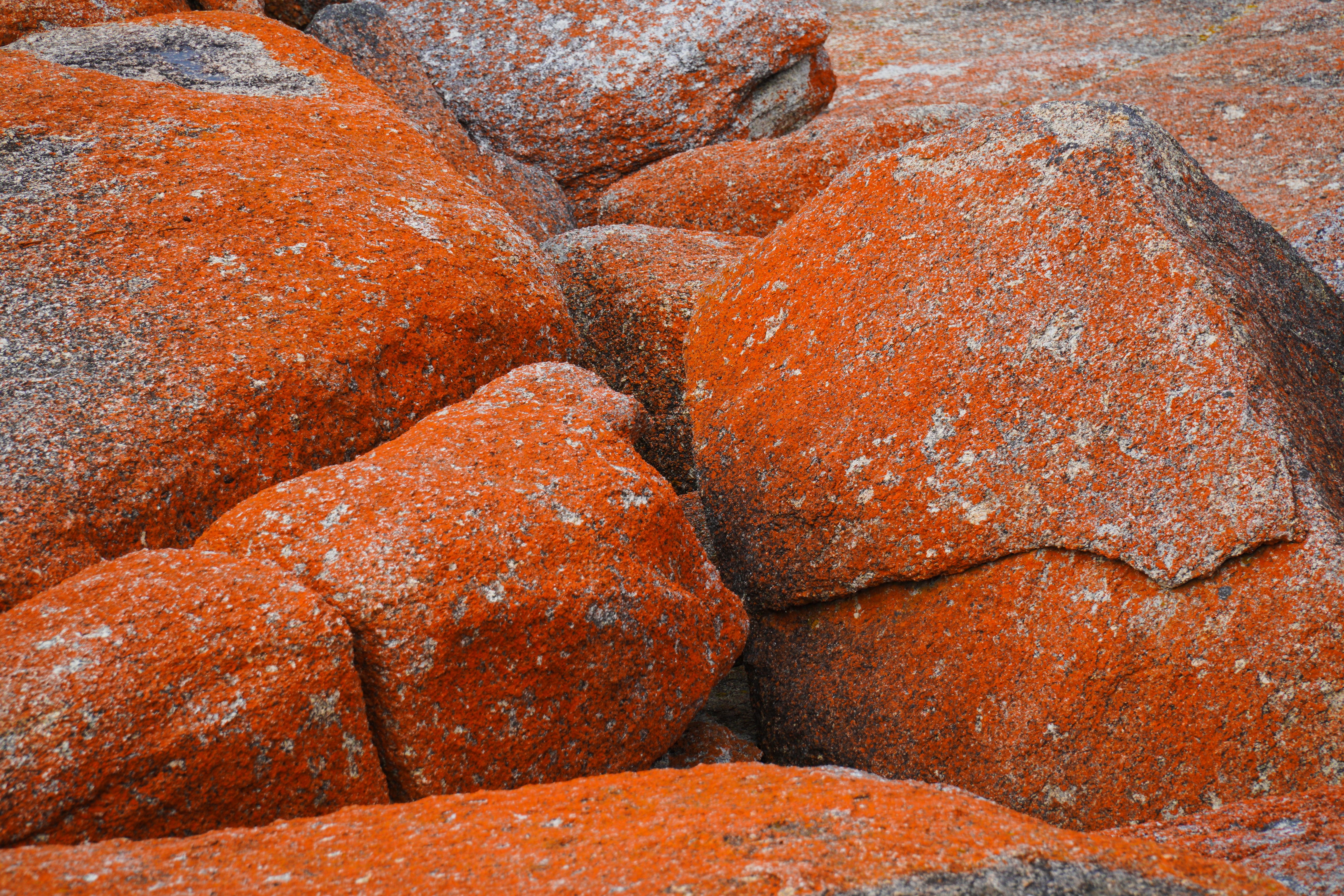 Close-up of vibrant orange granite boulders at Bicheno, Tasmania, showcasing unique natural textures.