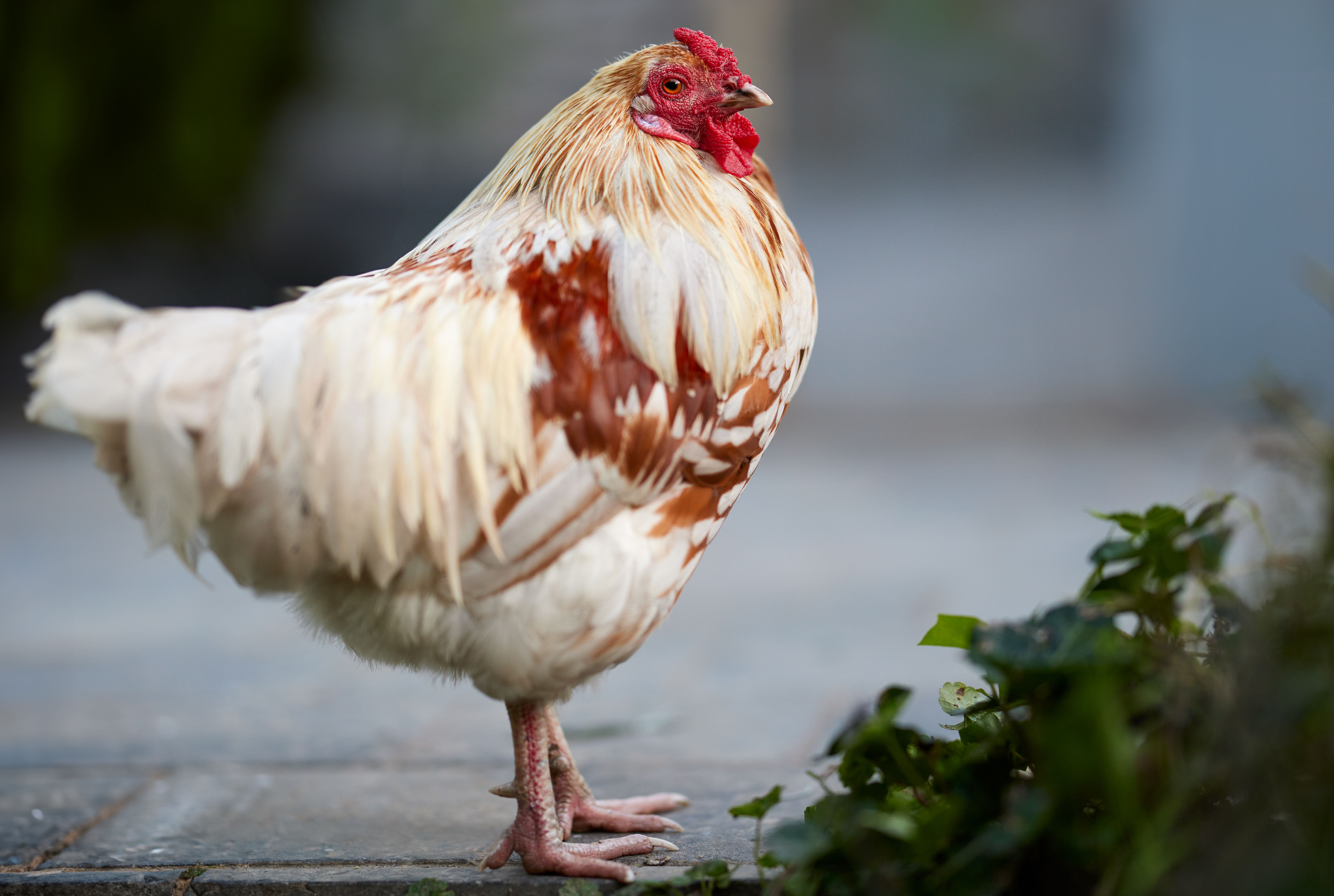 Rehabilitated rooster standing calmly in a spacious grassy sanctuary enclosure, gentle afternoon sunlight
