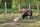 farm animals