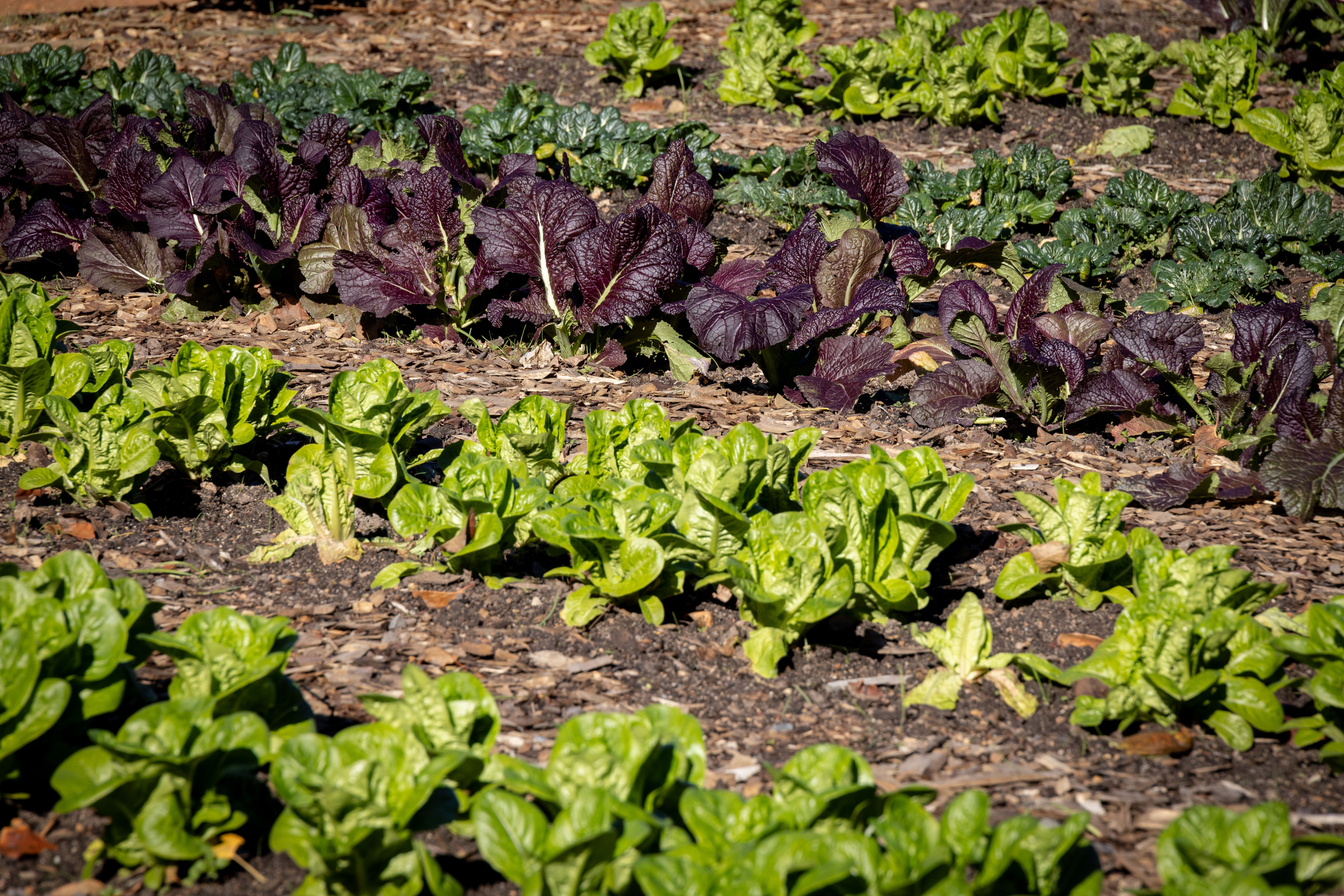Vibrant rows of leafy greens and dark purple mustard in an outdoor vegetable garden.