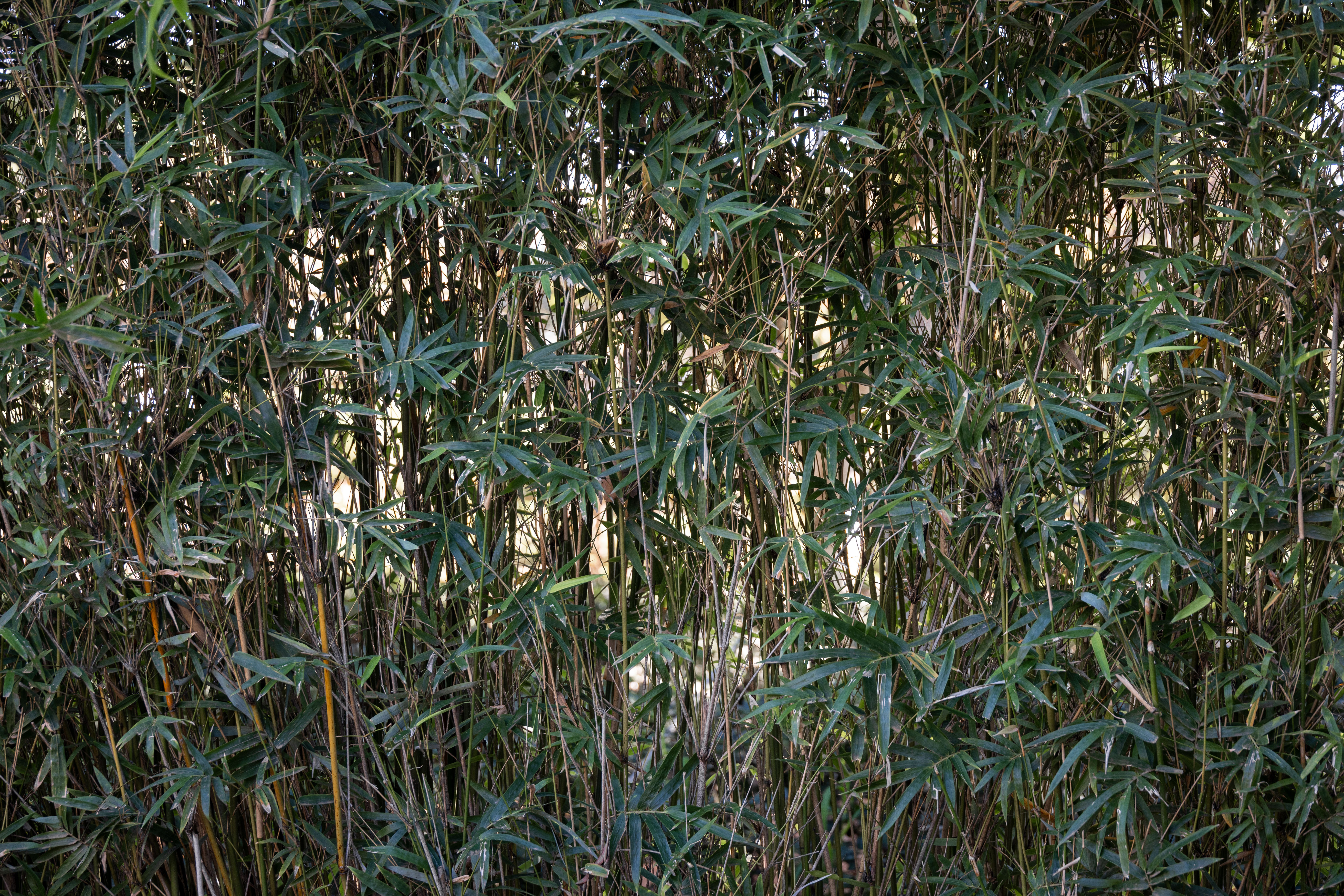 Dense green trail and bamboo grove inside Maharashtra Nature Park beside the Mithi River
