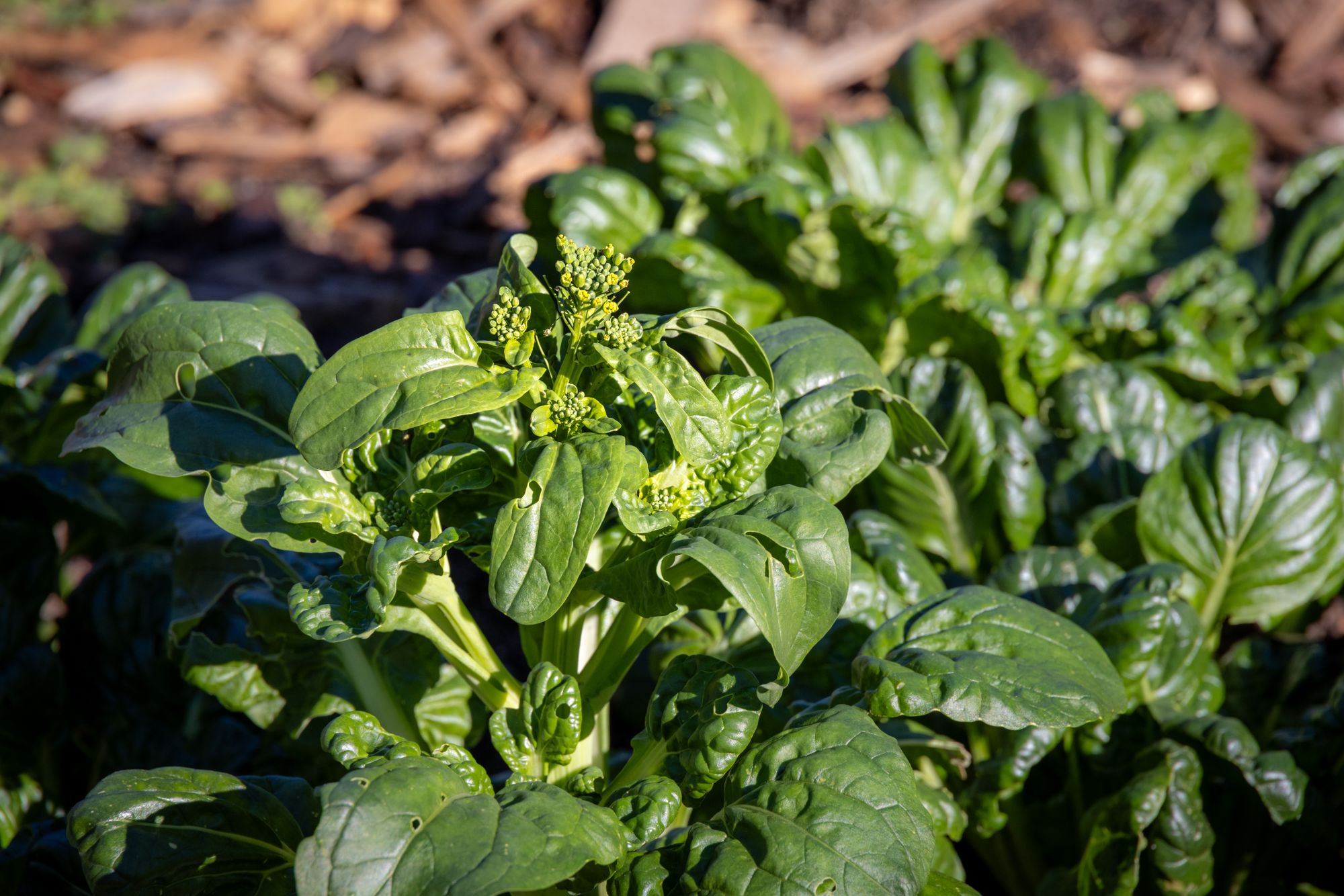 Close-up of a healthy spinach plant with broad green leaves in a garden