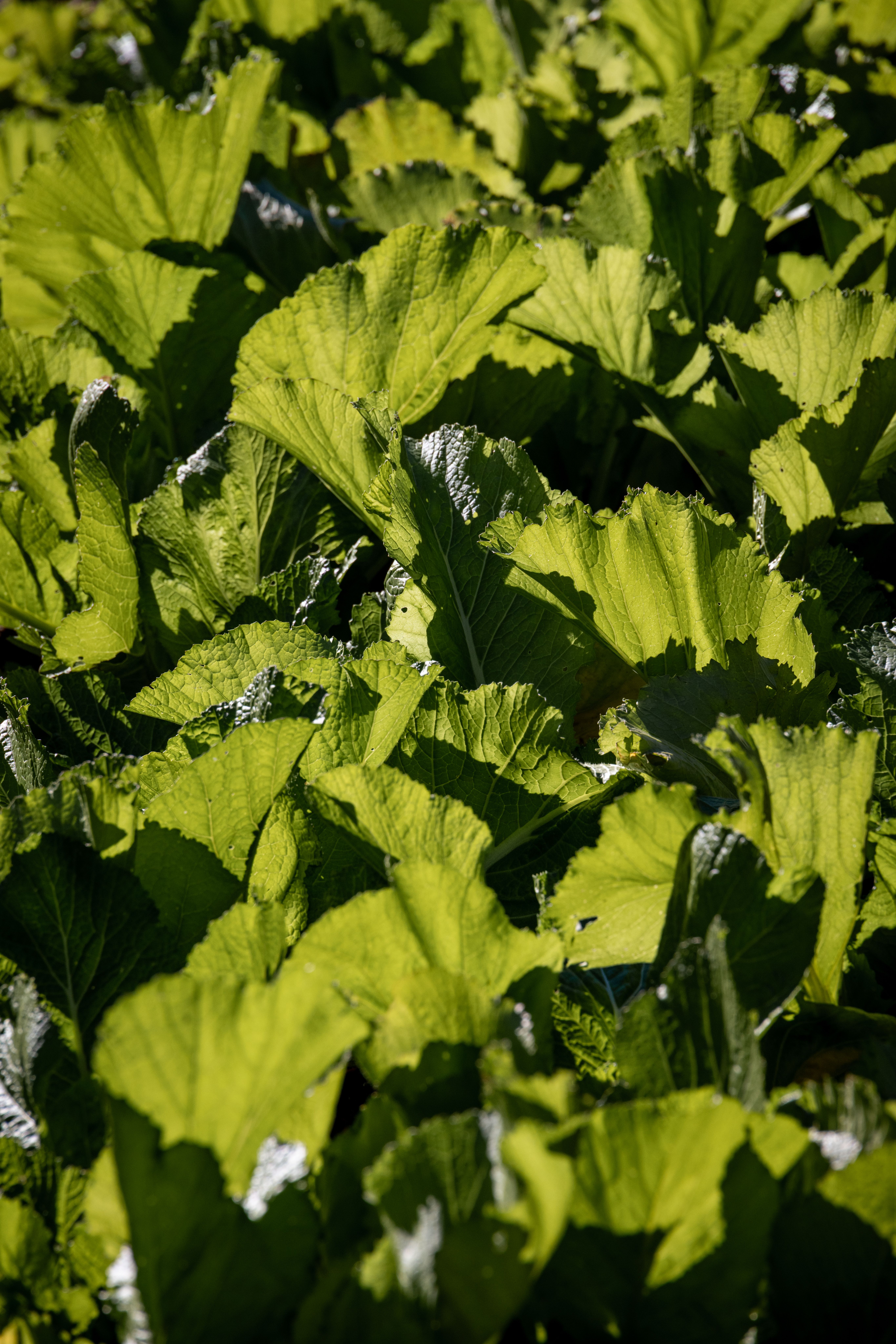 A vibrant field of green leaves basking in sunlight, showcasing nature's beauty and growth.