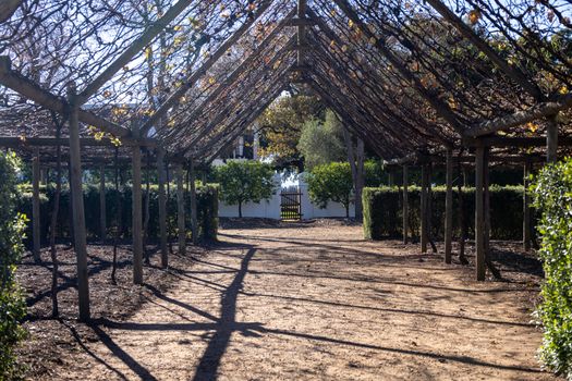 A picturesque vineyard pergola casting shadows under the autumn sun, creating a serene pathway.