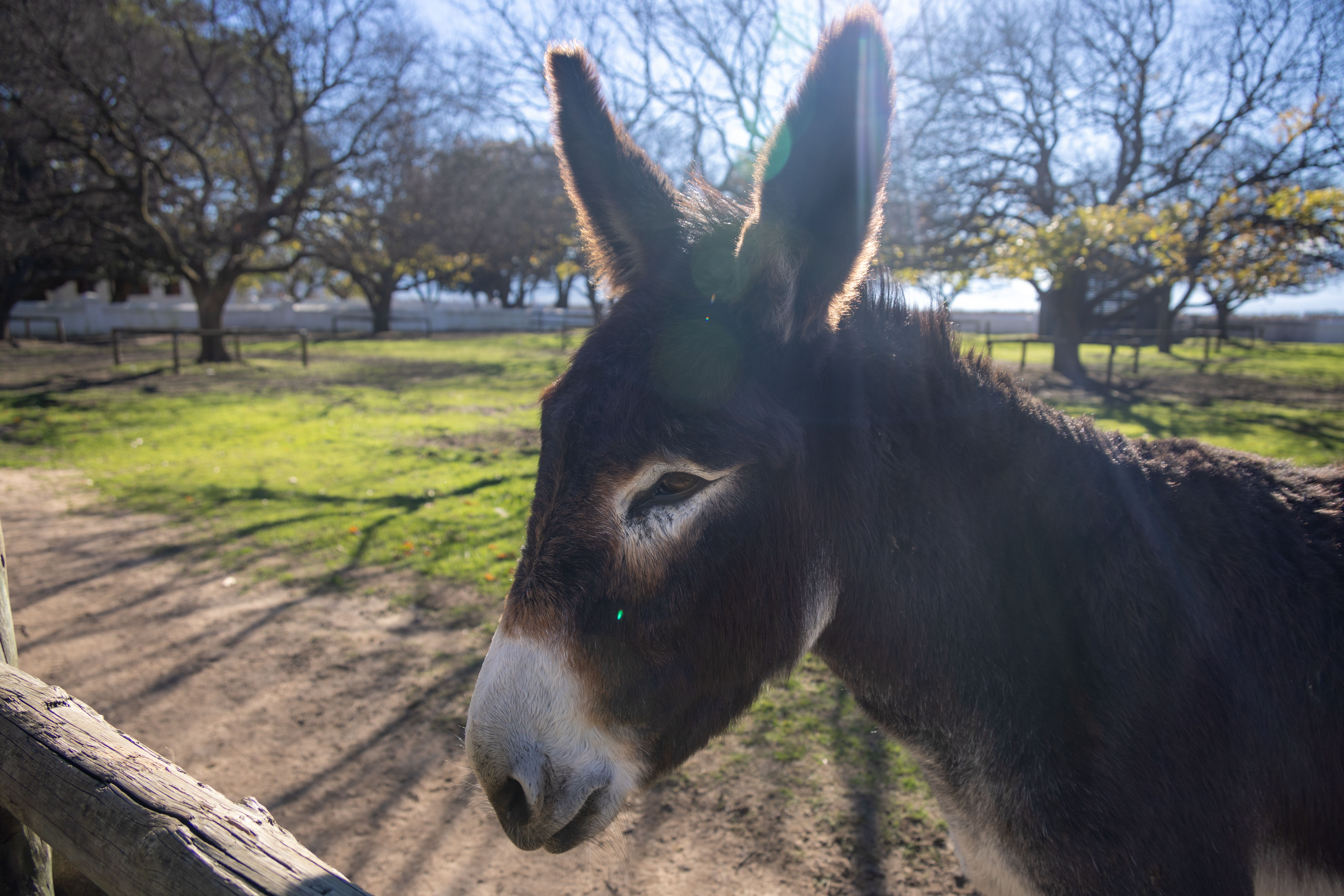 Donkey Hikes
