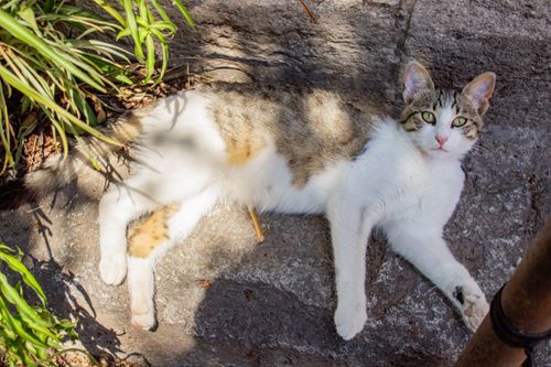 Free A serene street cat basking in the sun on a stone path in Istanbul, Turkey. Stock Photo