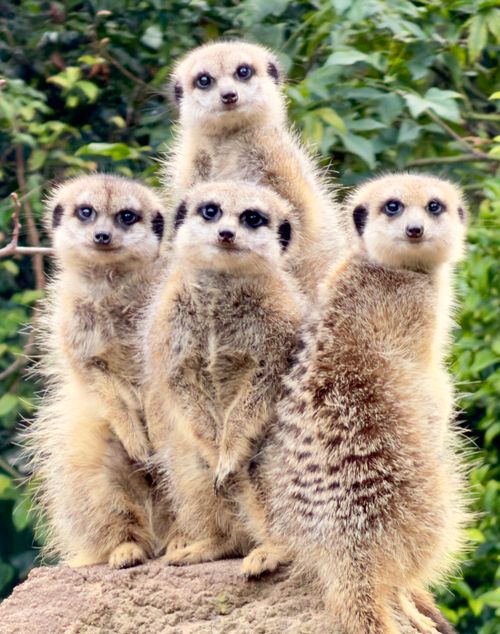Free Four curious meerkats standing on a rock, surrounded by lush greenery in Parkville, Victoria. Stock Photo