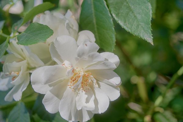 Délicate rose blanche en fleur parmi des feuilles vert brillant au soleil