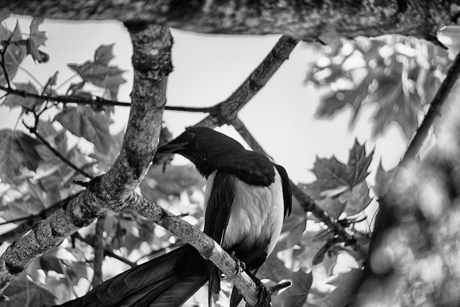Gros plan en noir et blanc d'une pie perchée parmi les branches