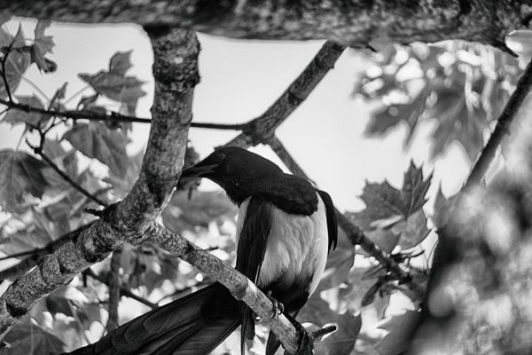 Gros plan en noir et blanc d'une pie perchée parmi les branches