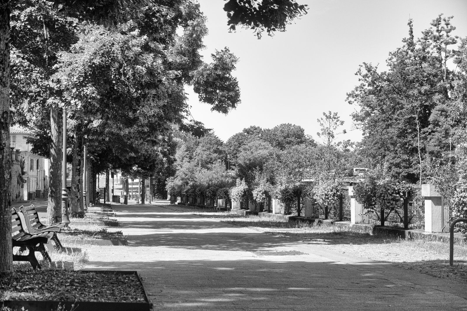 Vue en noir et blanc d'une promenade bordée d'arbres et de bancs à Niort