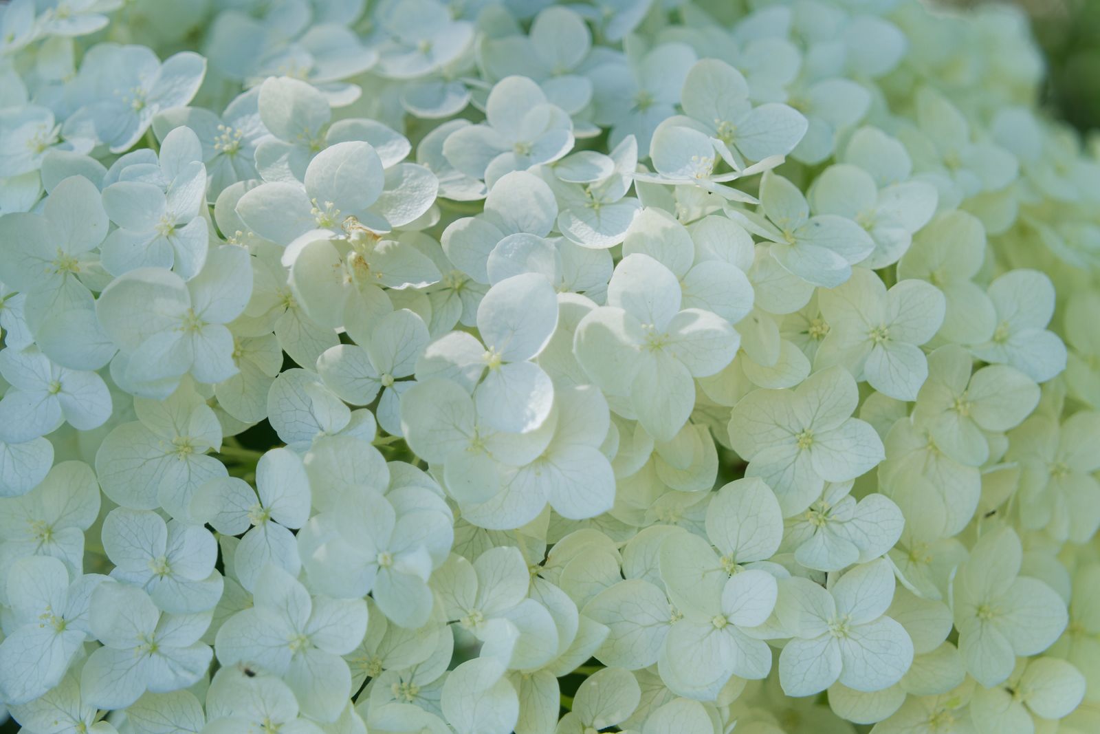 Gros plan sur des hortensias vert pâle et blanc en pleine floraison