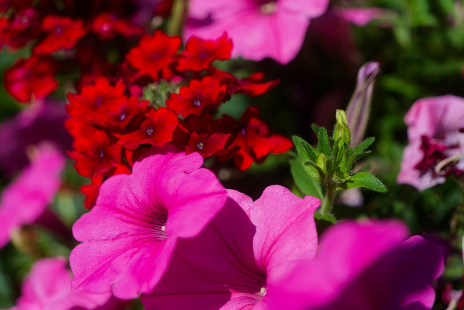 Pétunias roses éclatants en fleurs près de grappes de fleurs rouges