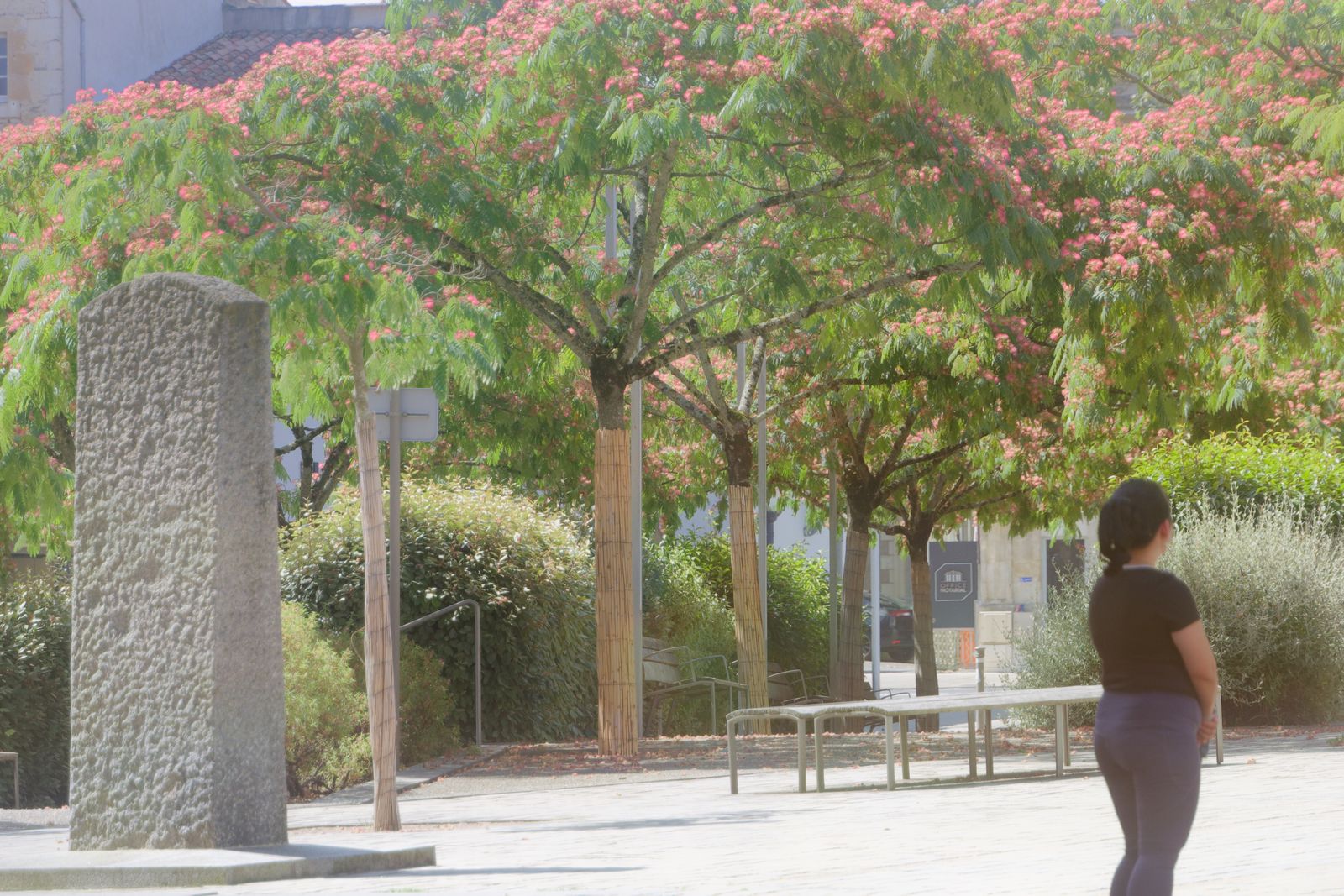 Les fleurs roses d'un arbre à soie ombragent un monument en pierre à Niort