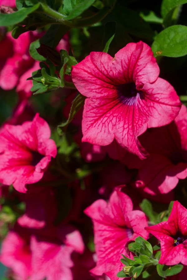 Macro sur des pétunias magenta éclatants en fleurs