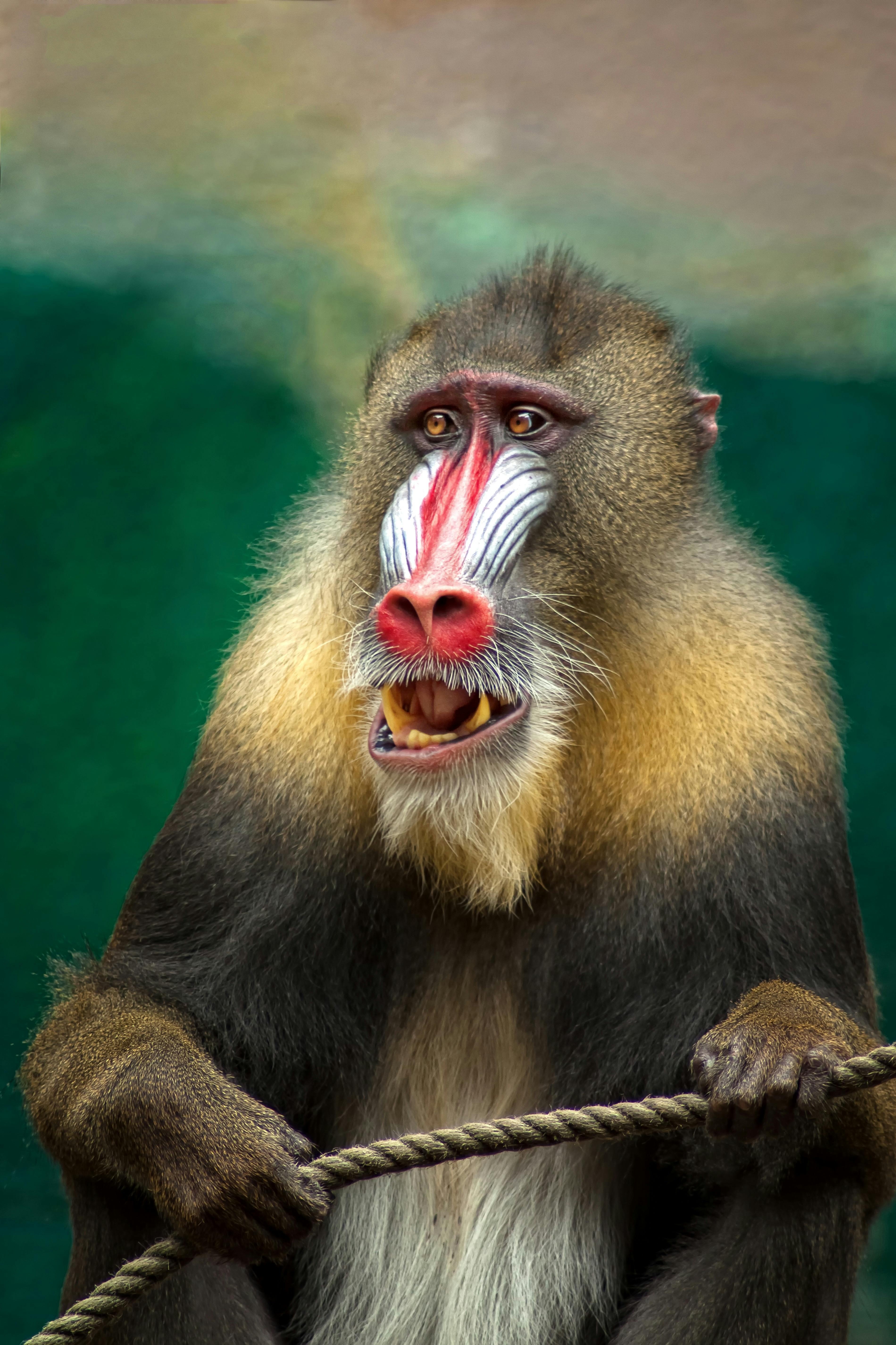 Foto Macaco branco e marrom na fotografia de perto – Imagem de Bronx grátis  no Unsplash